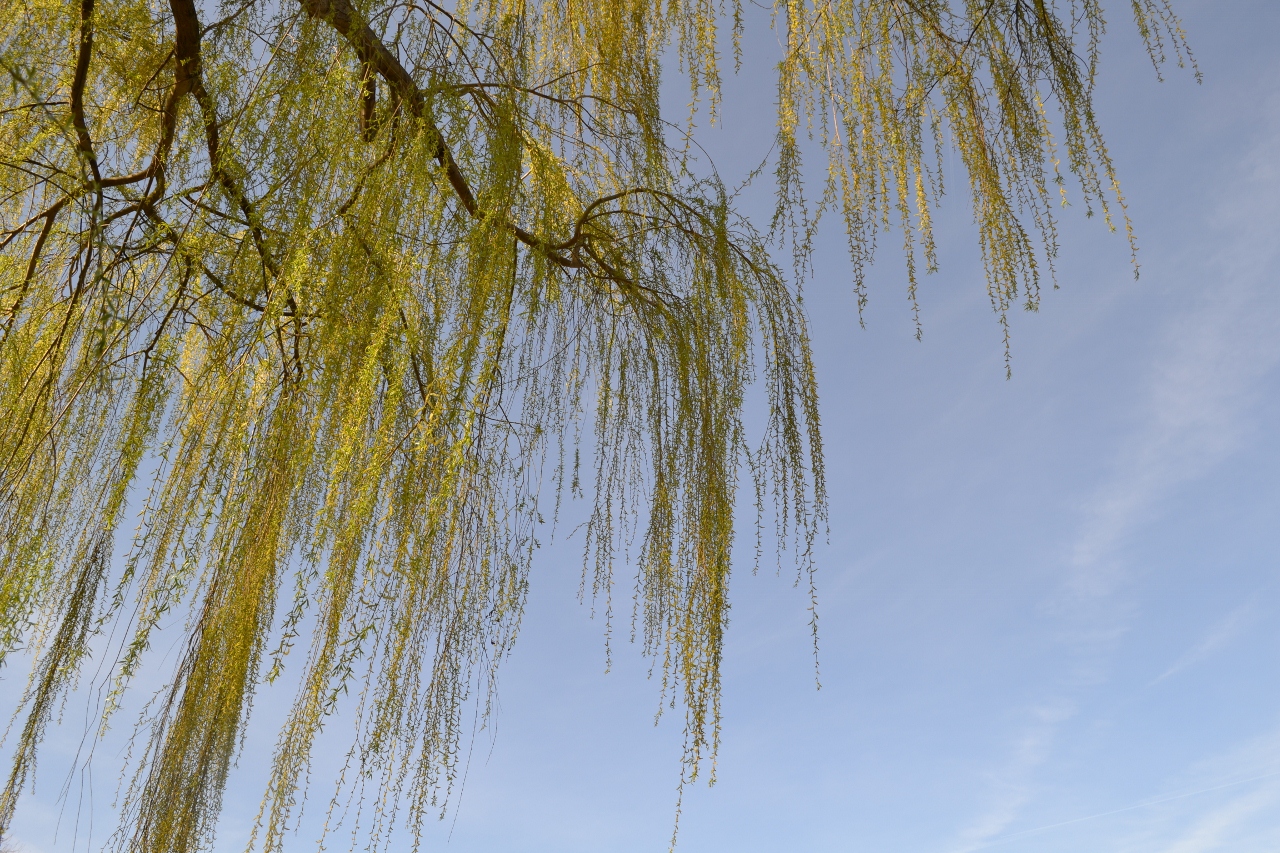 Fonds d'cran Nature Arbres - Forts 