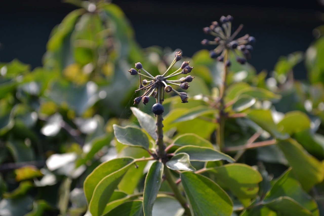 Fonds d'cran Nature Plantes - Arbustes 