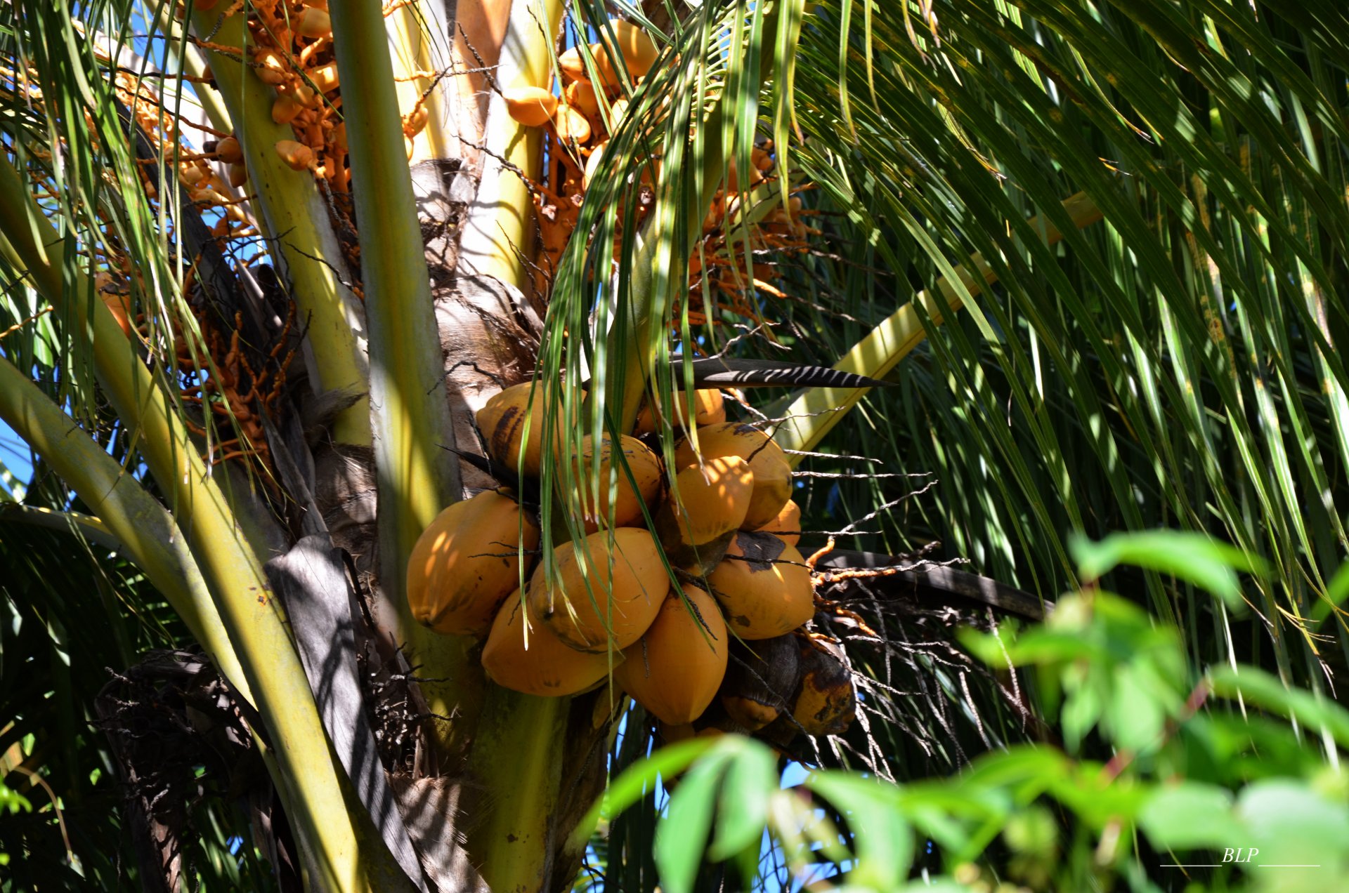 Wallpapers Nature Fruits Coco