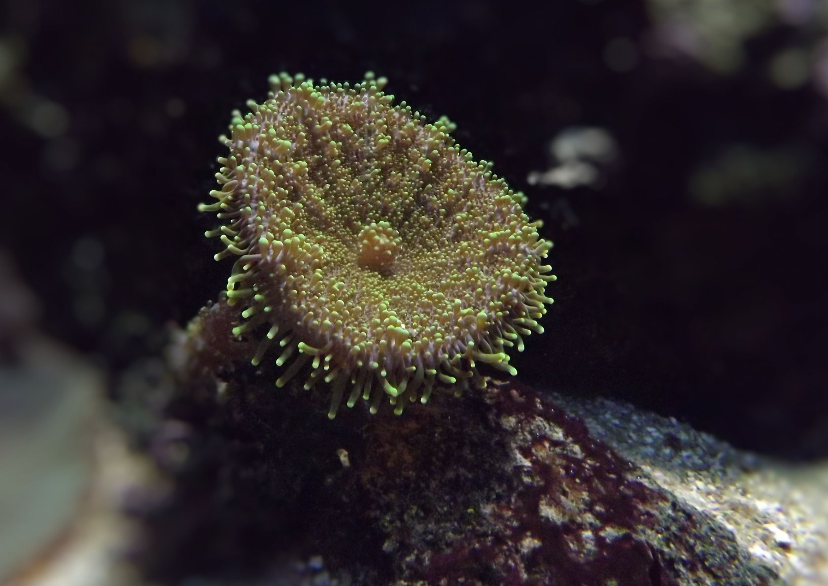 Fonds d'cran Animaux Vie marine - Anmones 