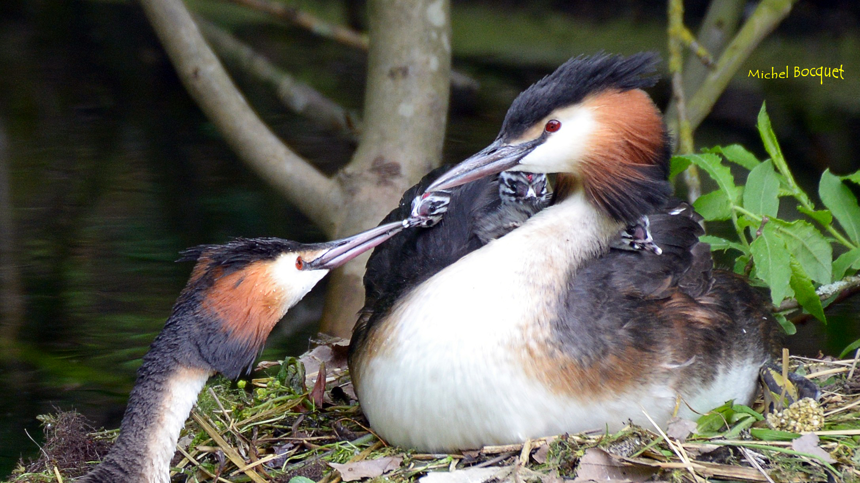 Fonds d'cran Animaux Oiseaux - Divers Alimentation