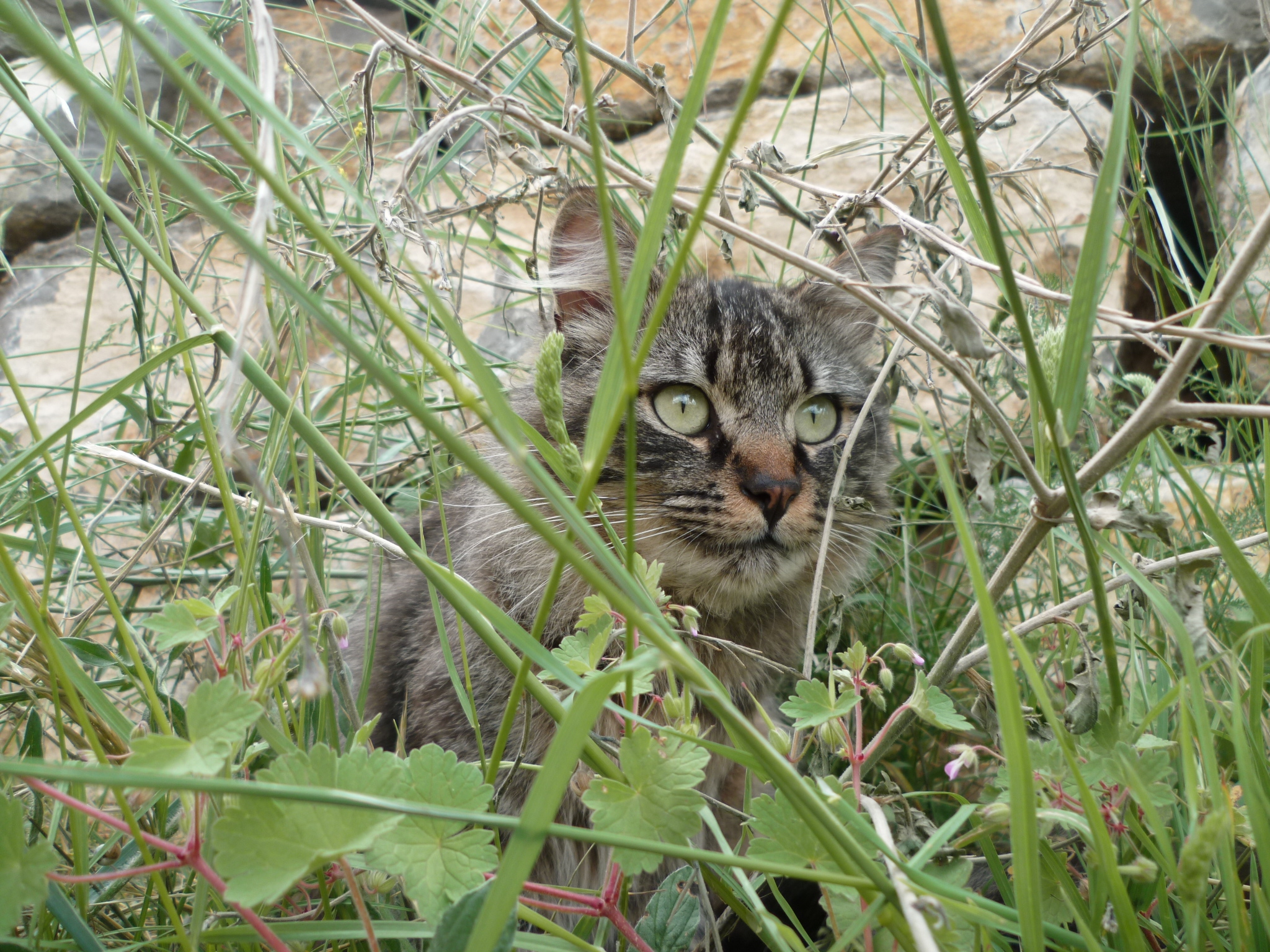 Fonds d'cran Animaux Chats - Chatons C'est mon Tigrou !