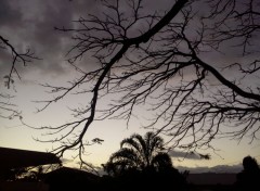  Nature silhouette d'un arbre