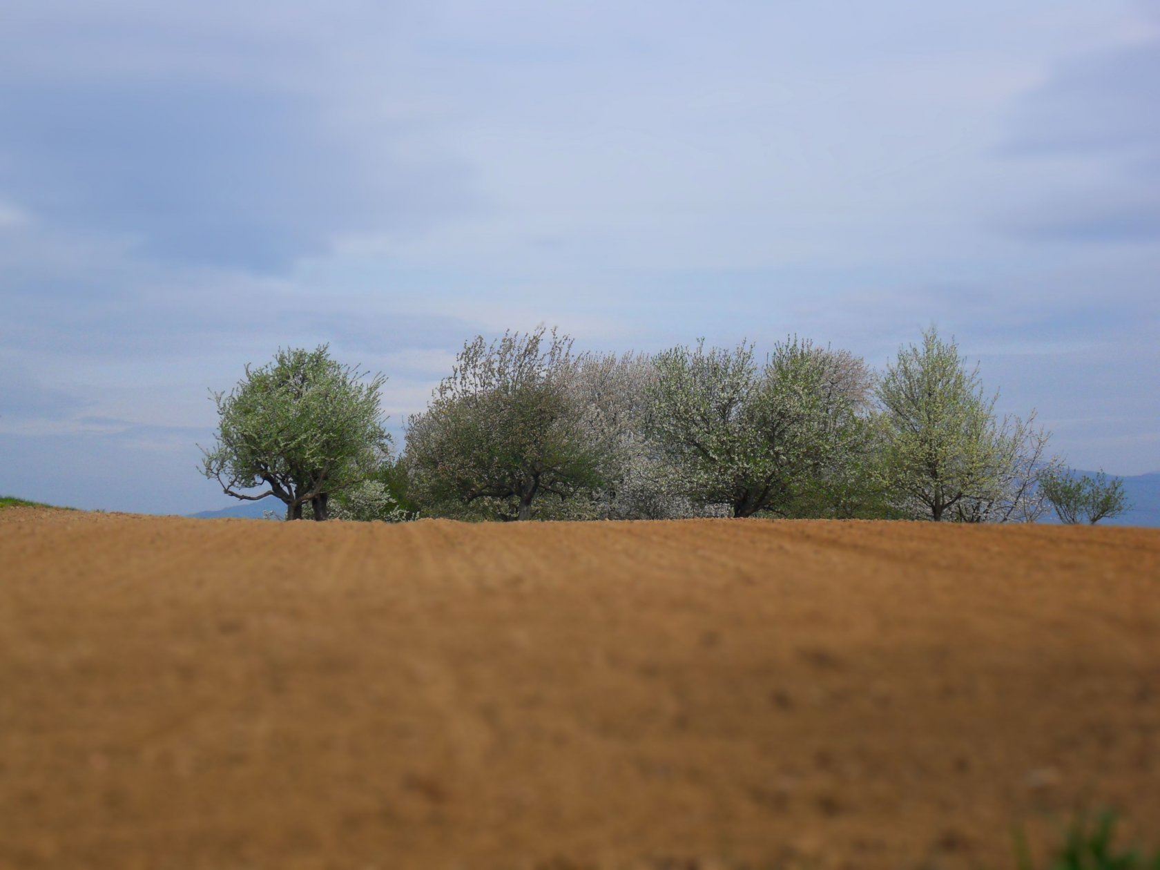 Fonds d'cran Nature Arbres - Forts 