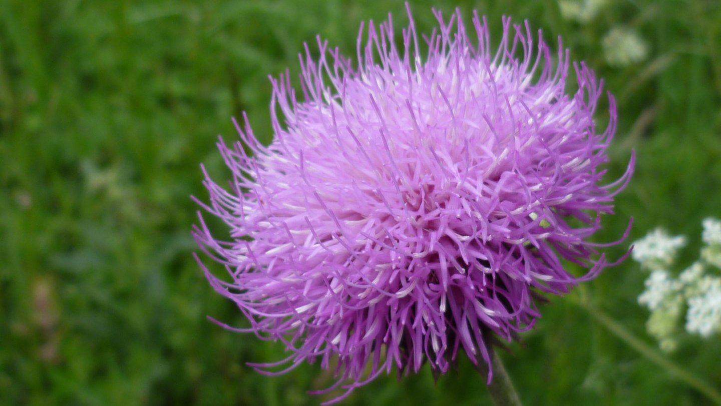 Fonds d'cran Nature Fleurs 