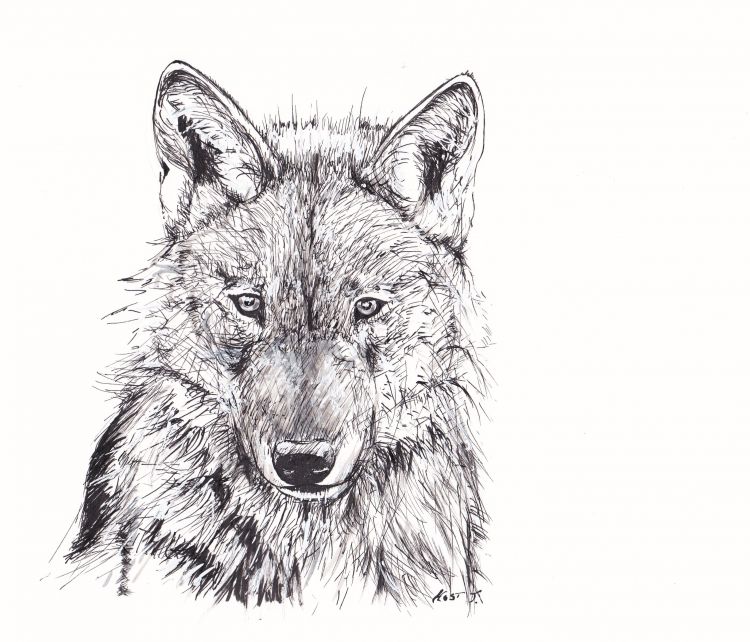 Wallpapers Art - Pencil Animals - Wolves Loup