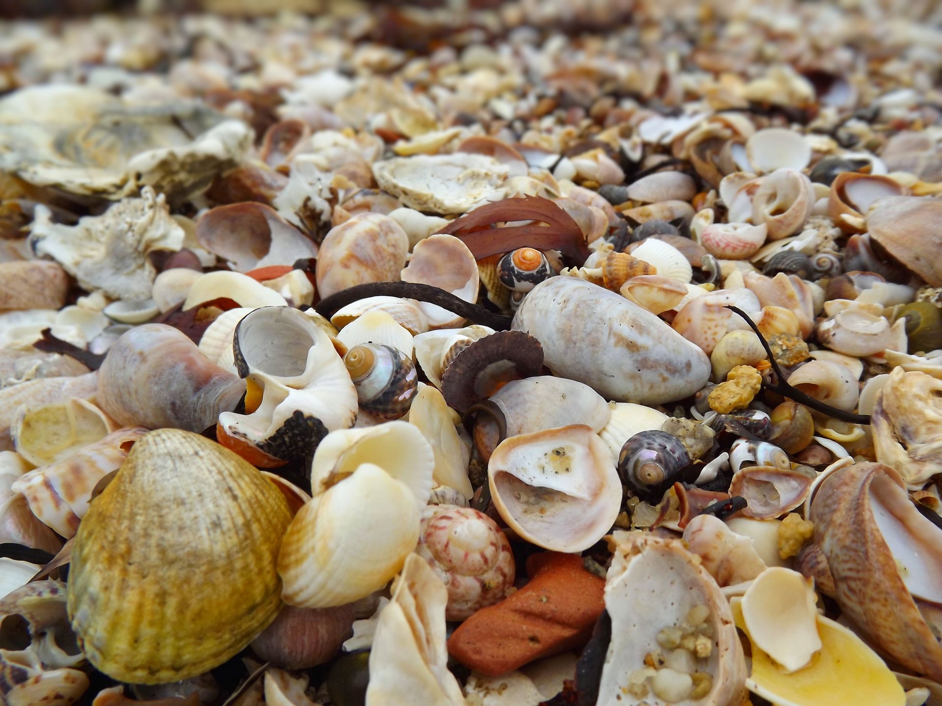 Fonds d'cran Nature Mers - Ocans - Plages 