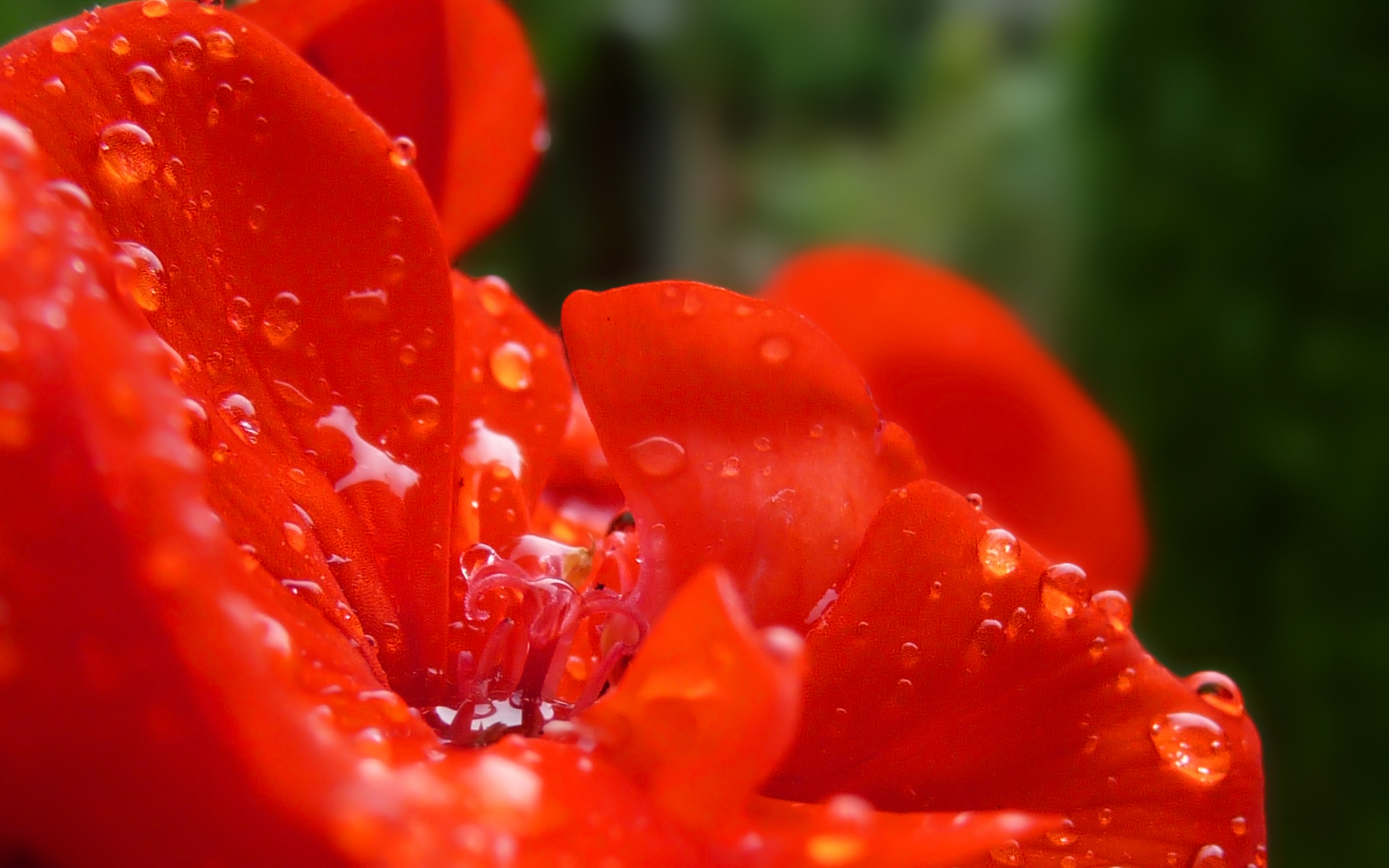 Fonds d'cran Nature Fleurs 