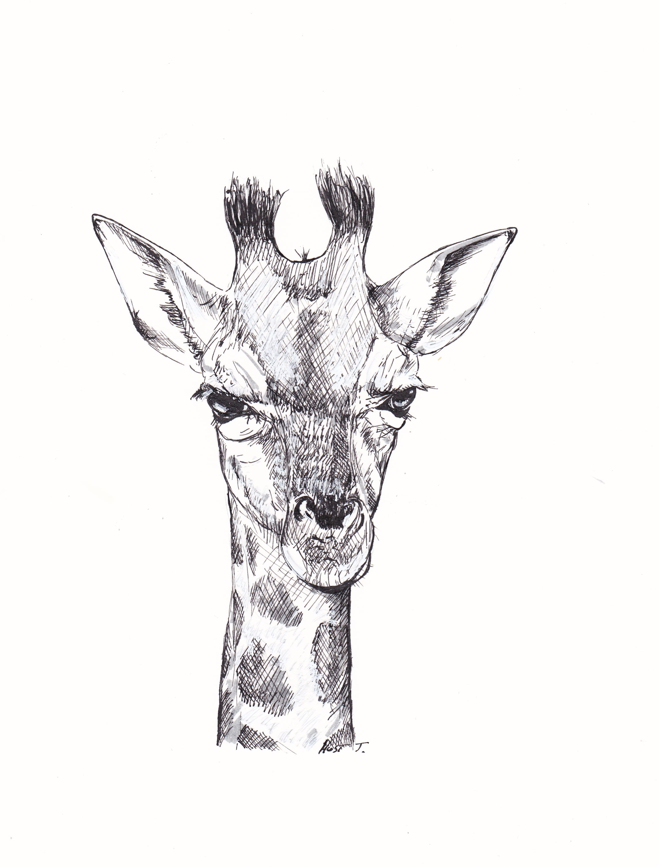 Wallpapers Art - Pencil Animals - Giraffes Portrait de girafe (dessin)