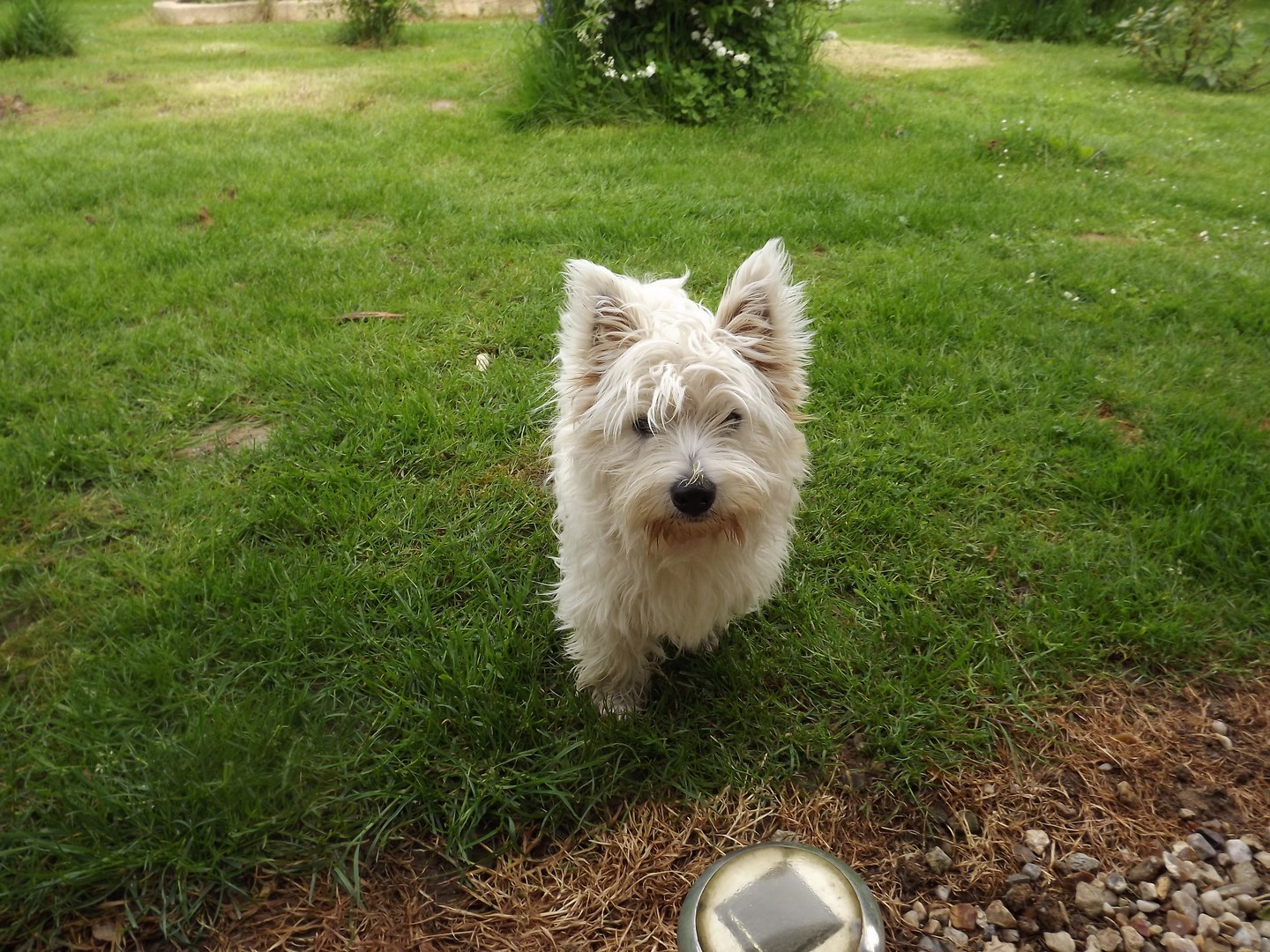 Fonds d'cran Animaux Chiens 