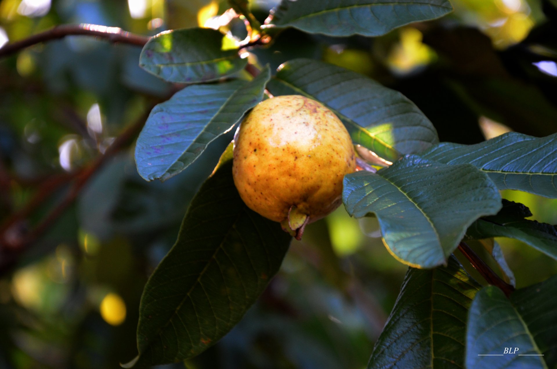 Wallpapers Nature Fruits Goyave