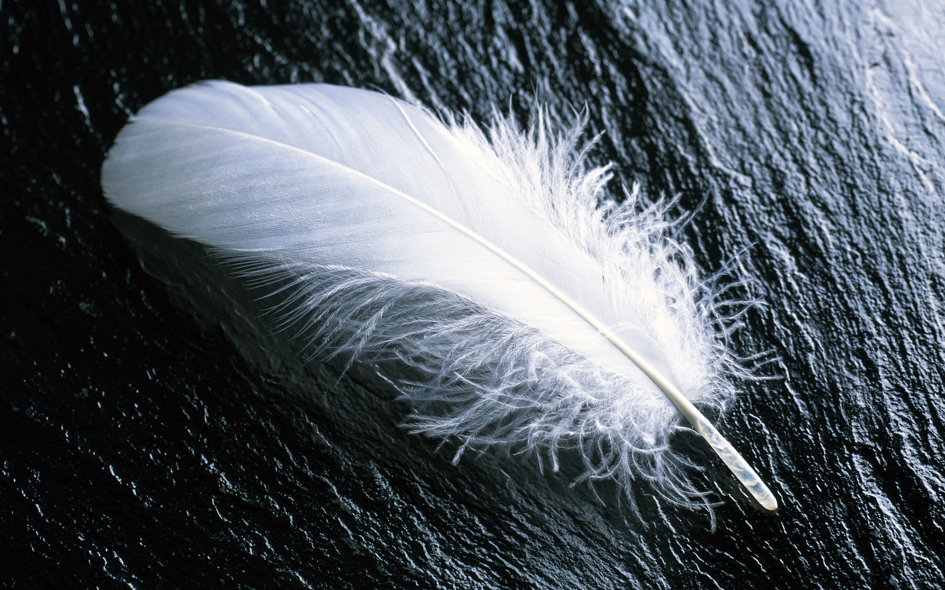 Wallpapers Animals Birds - Feathers 