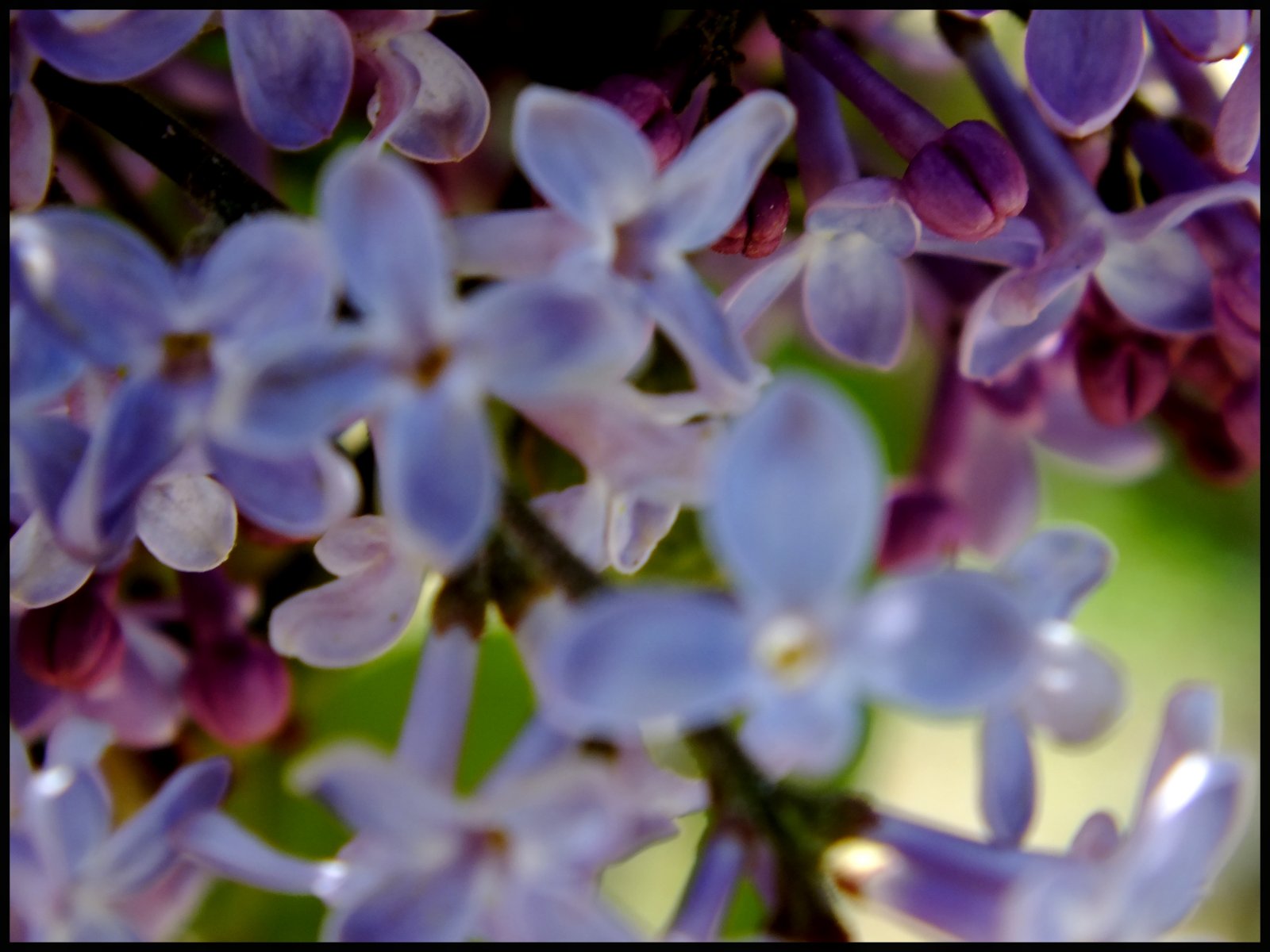 Fonds d'cran Nature Fleurs 