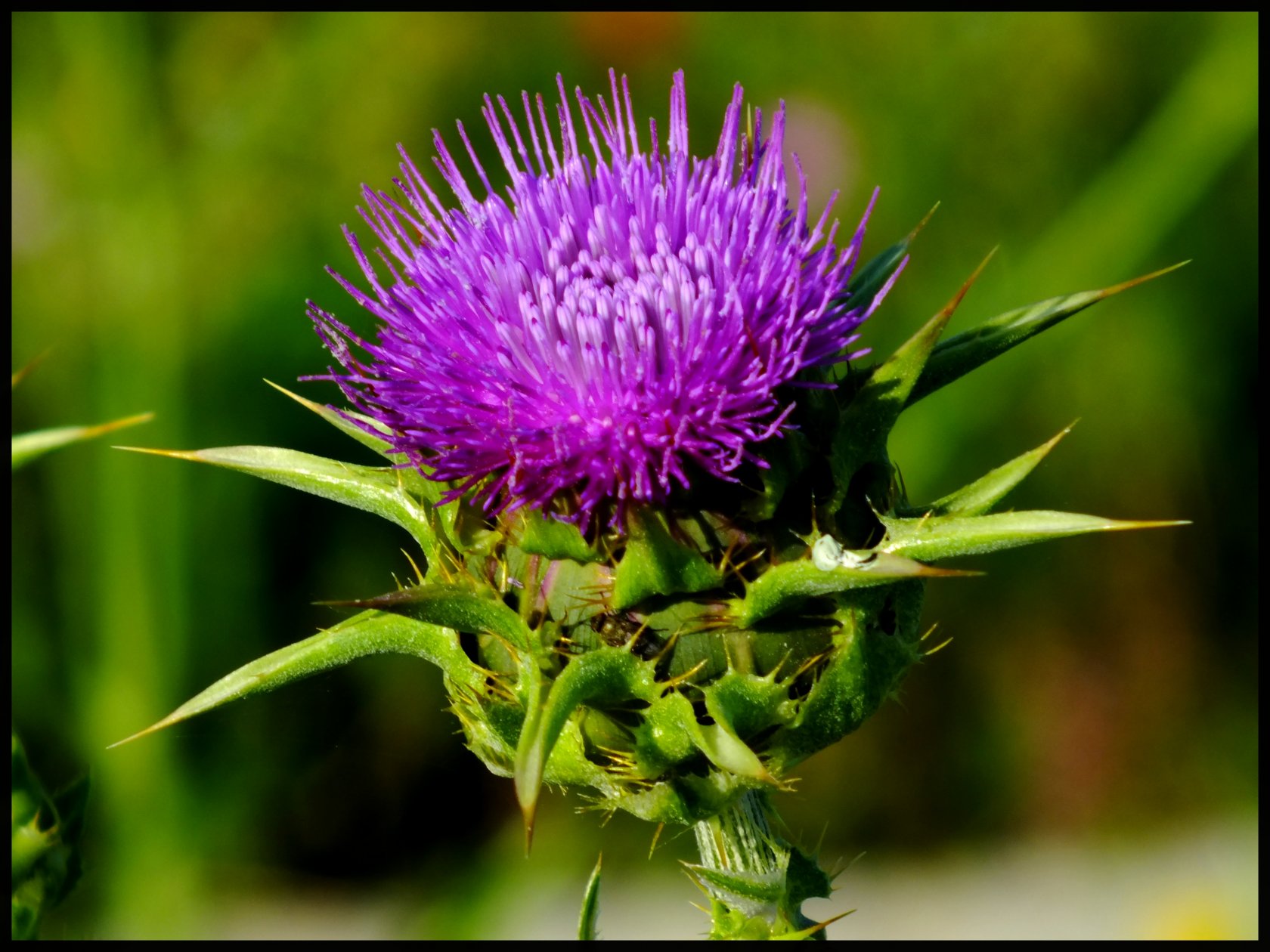 Wallpapers Nature Flowers 