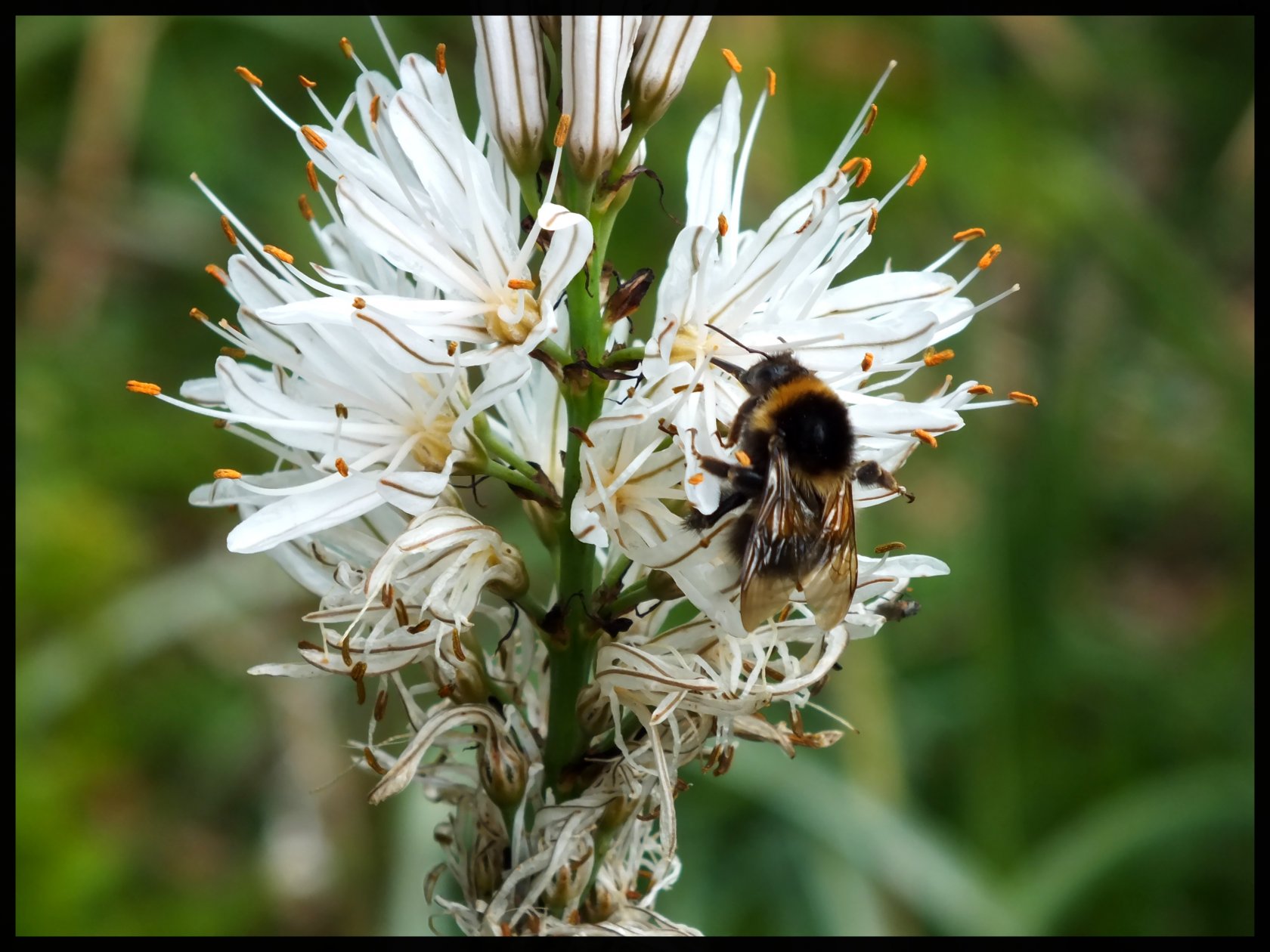 Fonds d'cran Nature Fleurs 