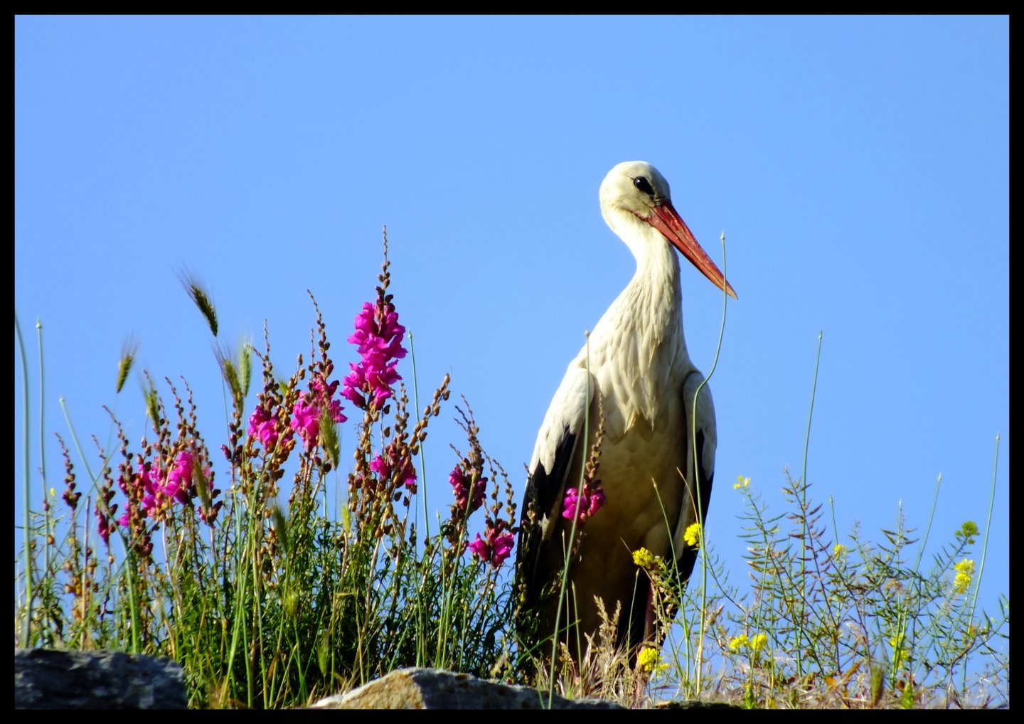 Wallpapers Animals Birds - Storks 