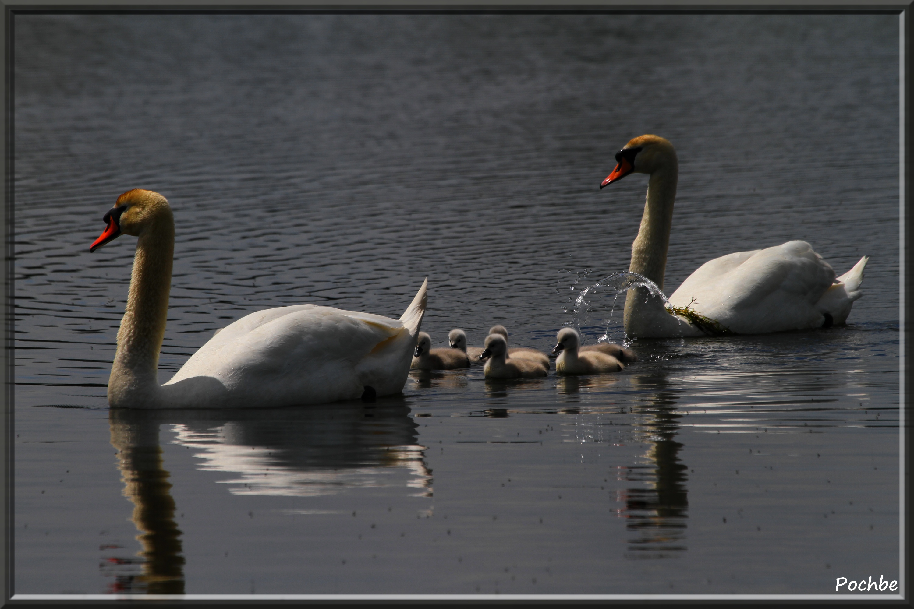 Wallpapers Animals Birds - Swans 