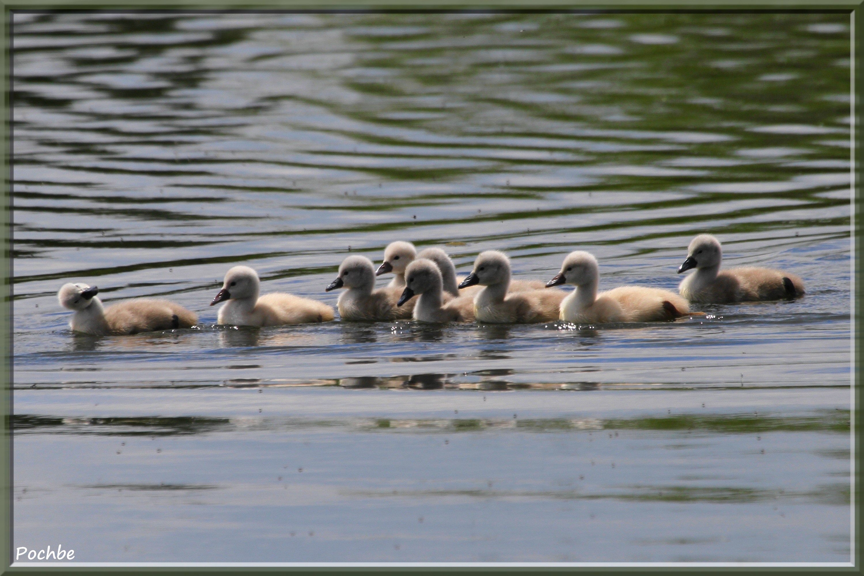 Wallpapers Animals Birds - Swans 