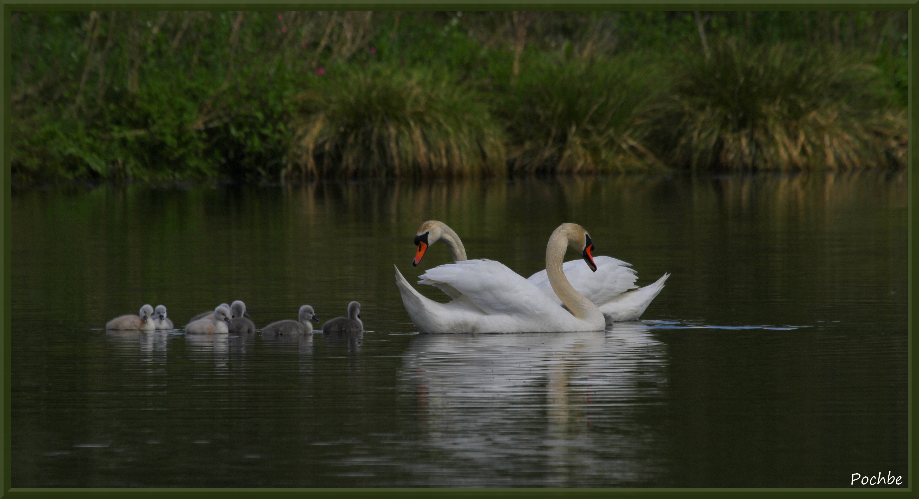 Wallpapers Animals Birds - Swans 