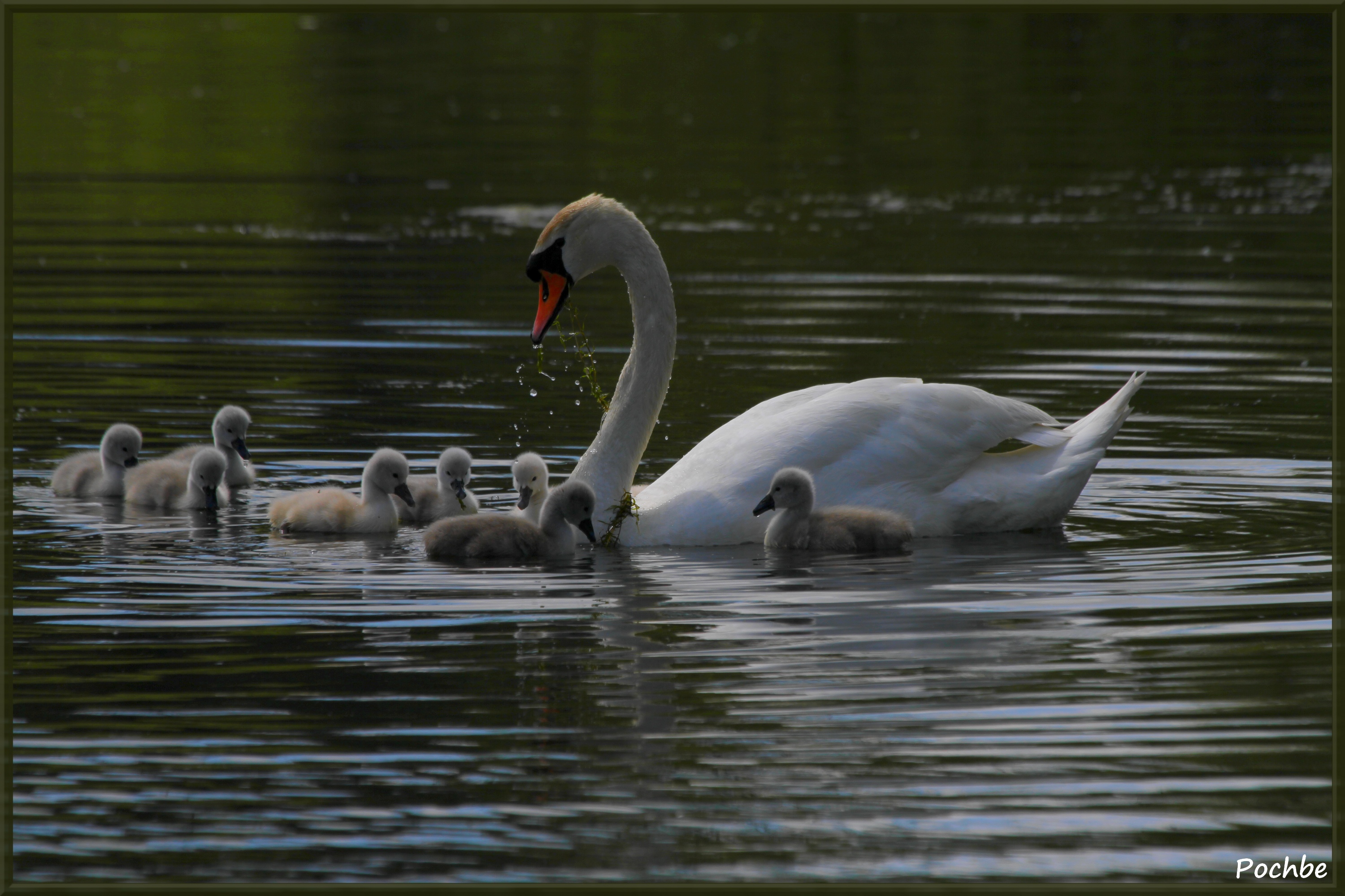 Wallpapers Animals Birds - Swans 