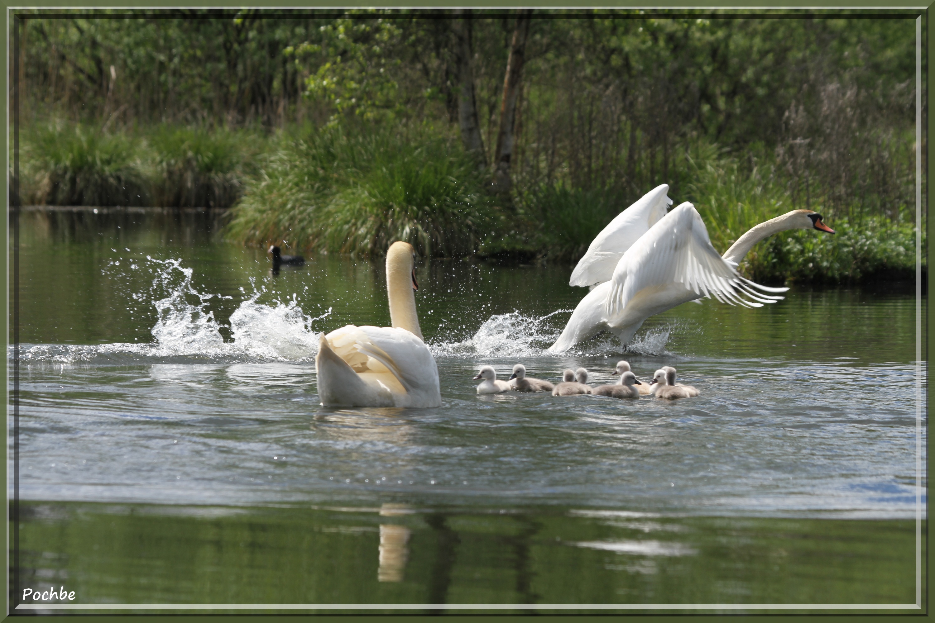 Wallpapers Animals Birds - Swans 