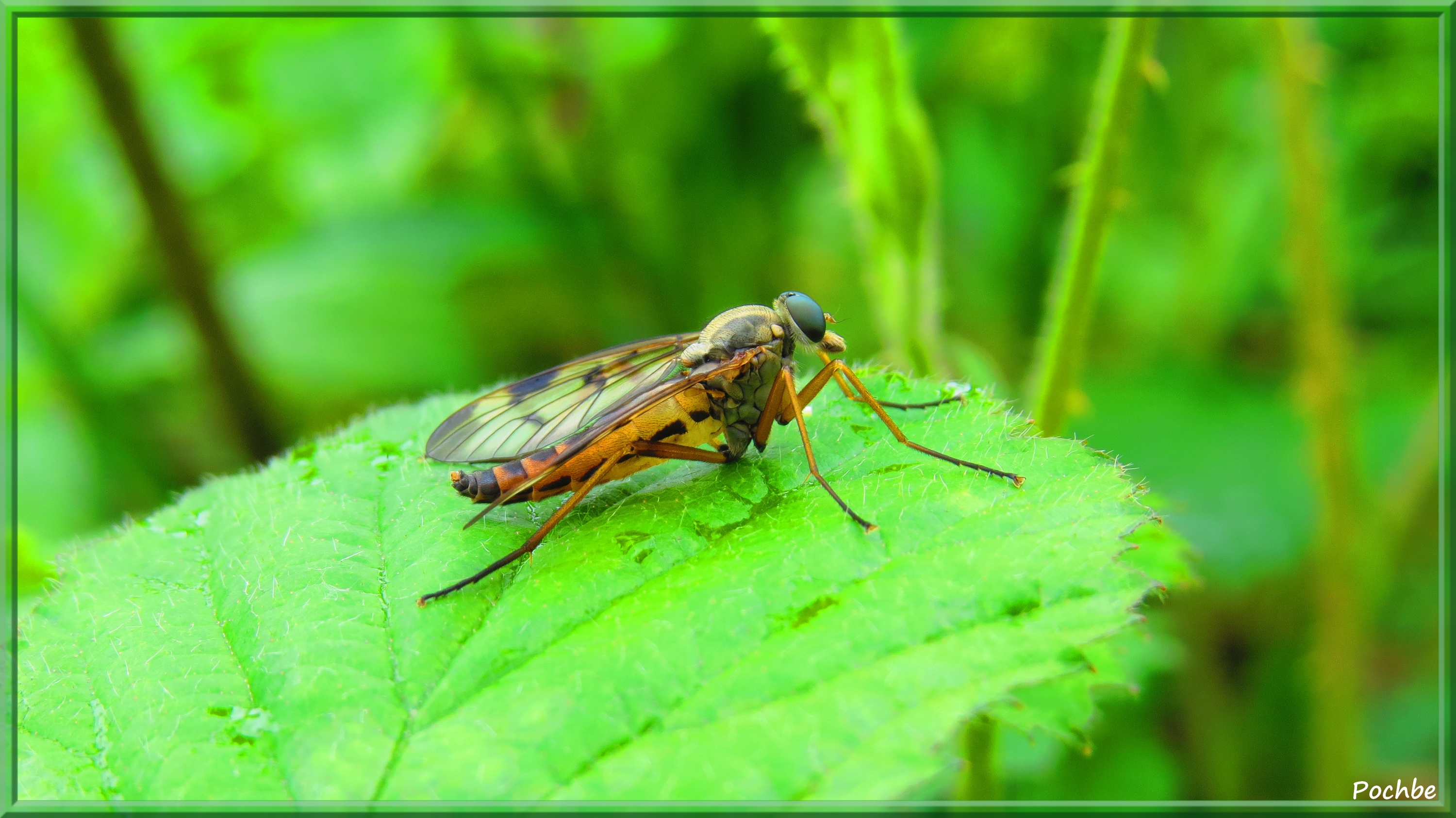 Fonds d'cran Animaux Insectes - Divers 