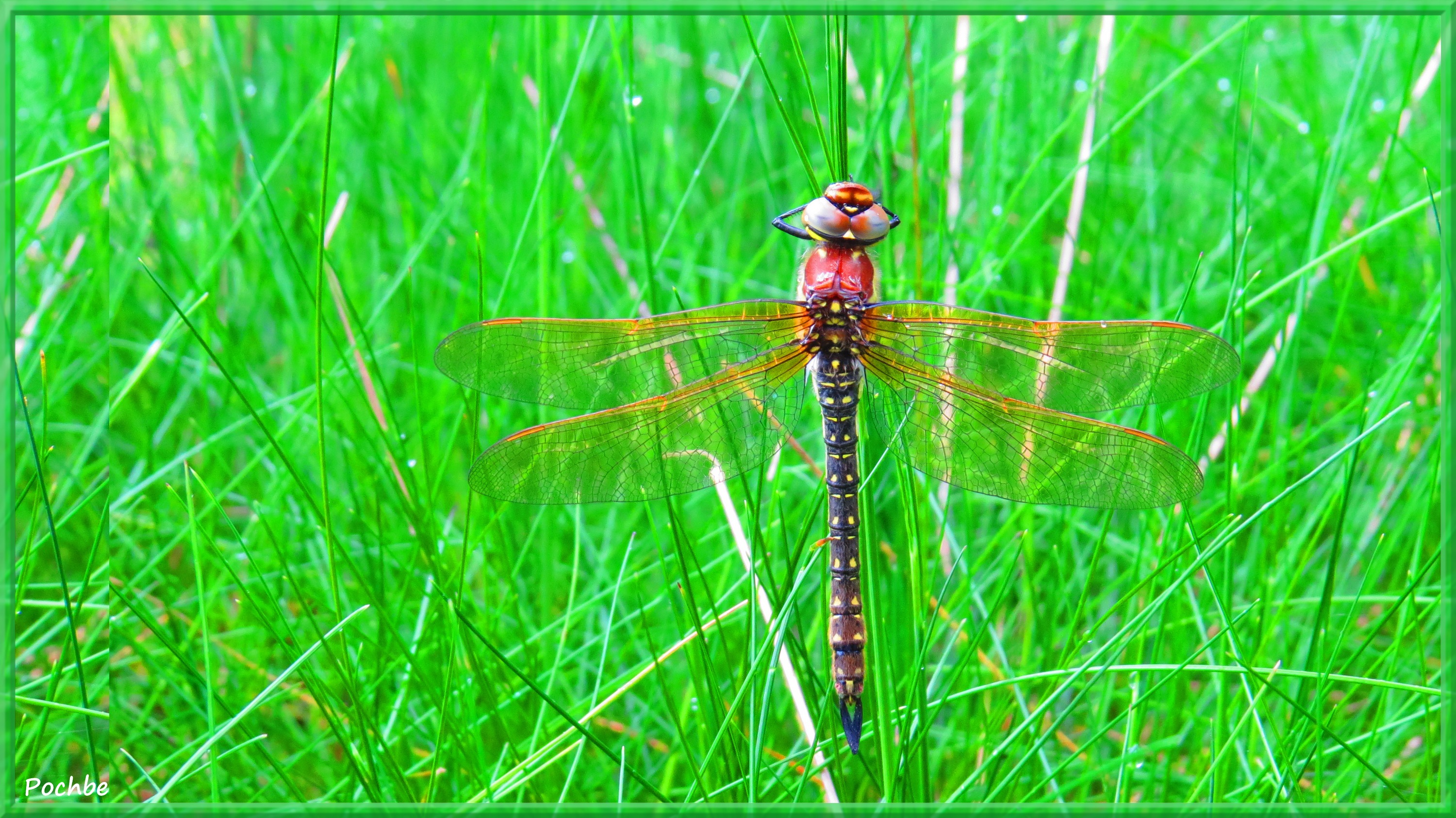 Fonds d'cran Animaux Insectes - Libellules 