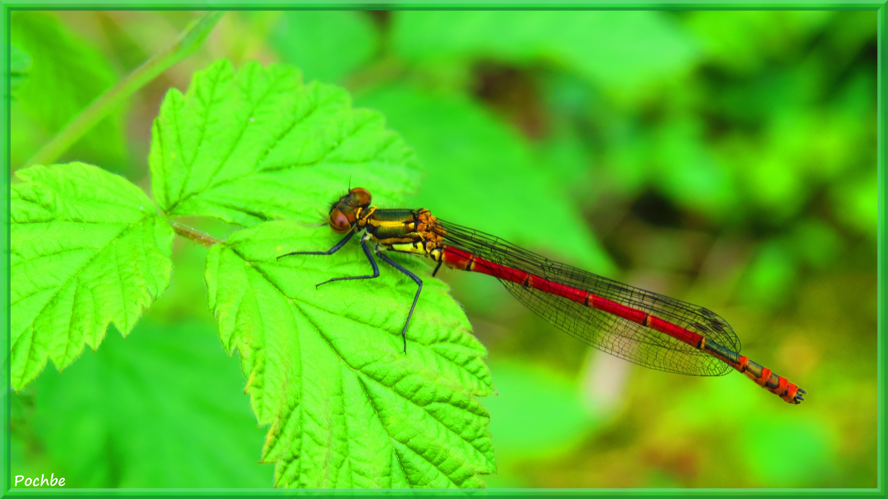 Fonds d'cran Animaux Insectes - Libellules 