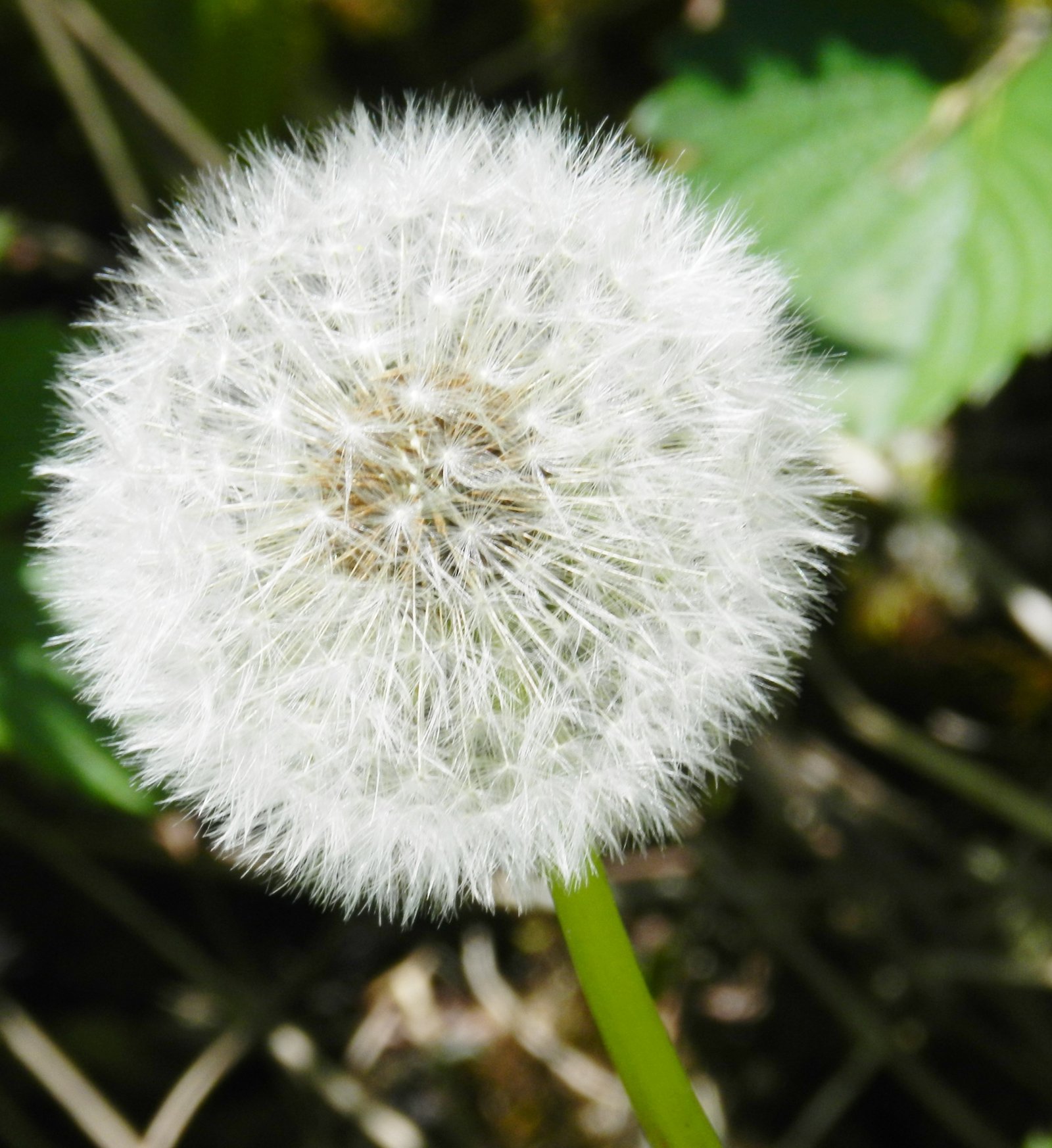 Fonds d'cran Nature Fleurs fleurs