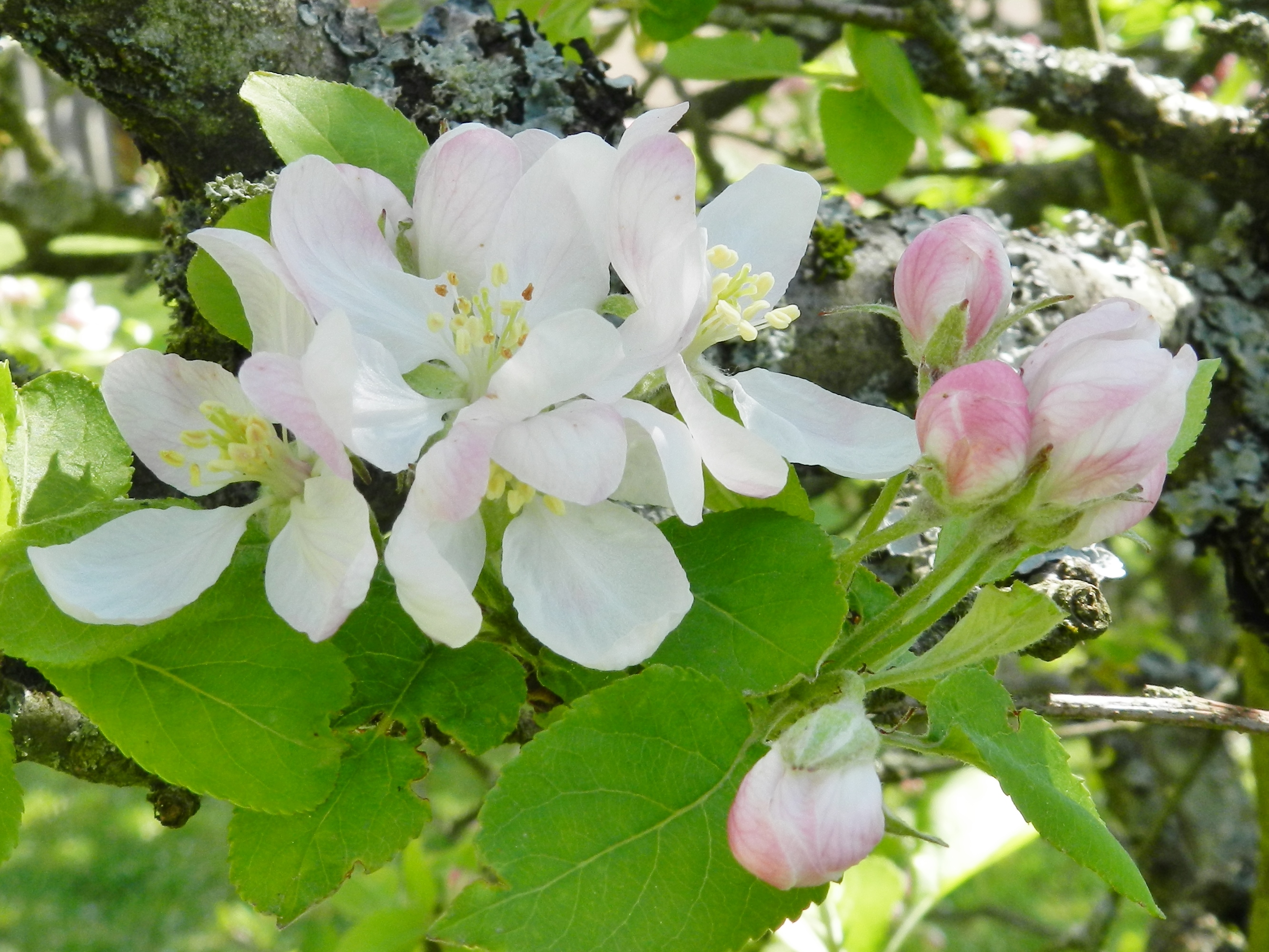 Wallpapers Nature Flowers fleurs