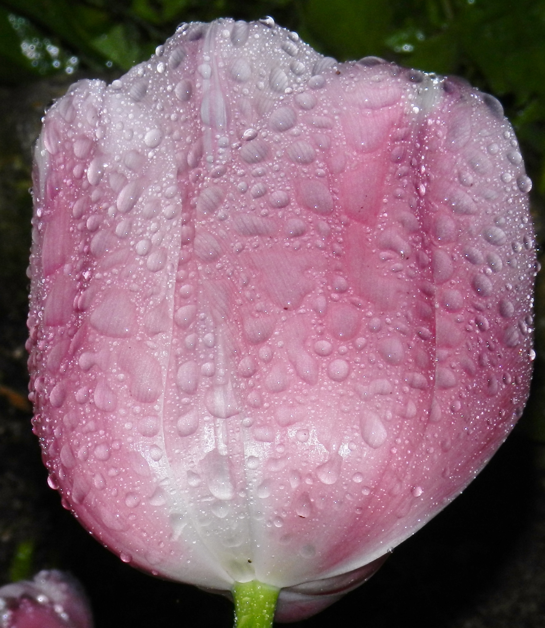 Fonds d'cran Nature Fleurs 