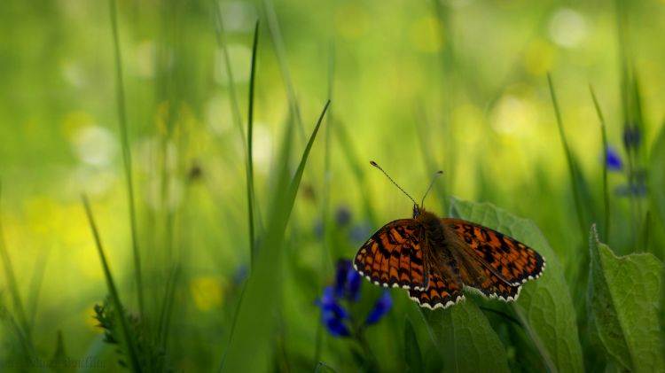 Fonds d'cran Animaux Insectes - Papillons Le soleil se couche.