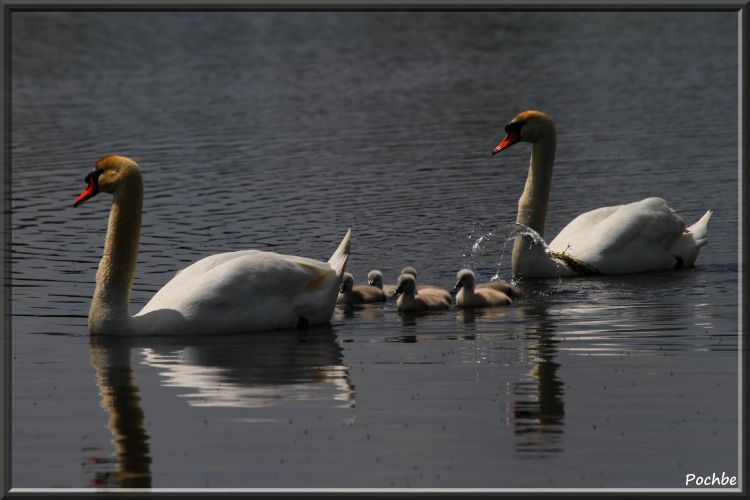 Wallpapers Animals Birds - Swans Wallpaper N343554