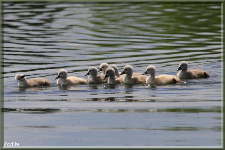 Wallpapers Animals Birds - Swans Wallpaper N343555