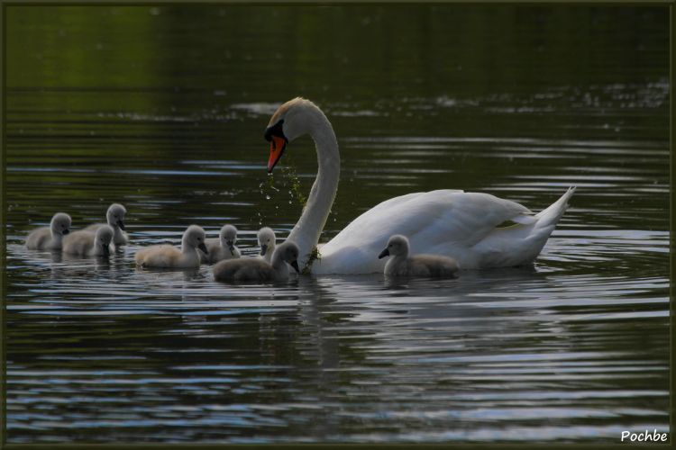 Wallpapers Animals Birds - Swans Wallpaper N343557