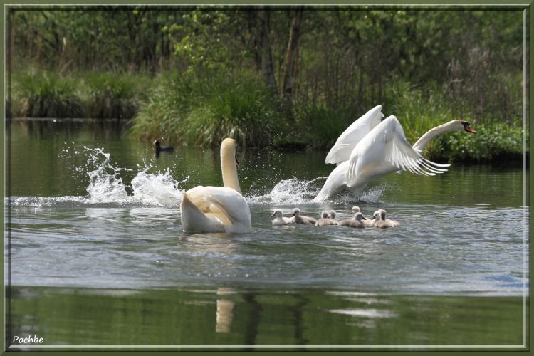 Wallpapers Animals Birds - Swans Wallpaper N343558