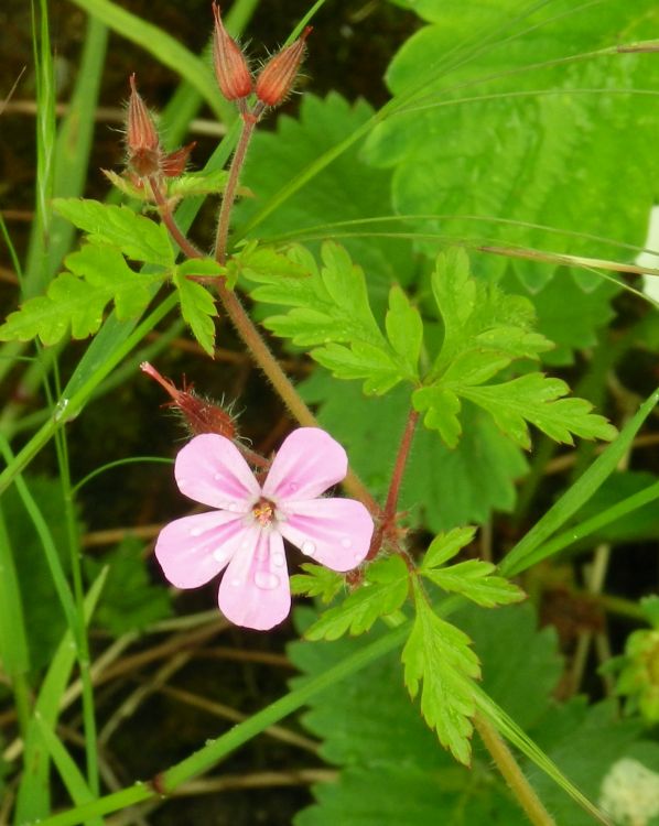 Wallpapers Nature Flowers fleurs