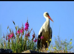  Animaux Image sans titre N343595