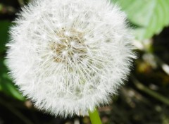  Nature fleurs