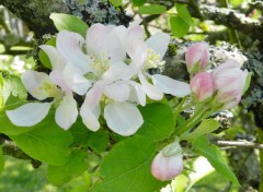  Nature fleurs