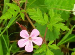  Nature fleurs