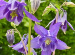  Nature fleurs