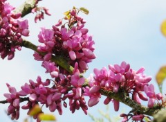  Nature fleurs