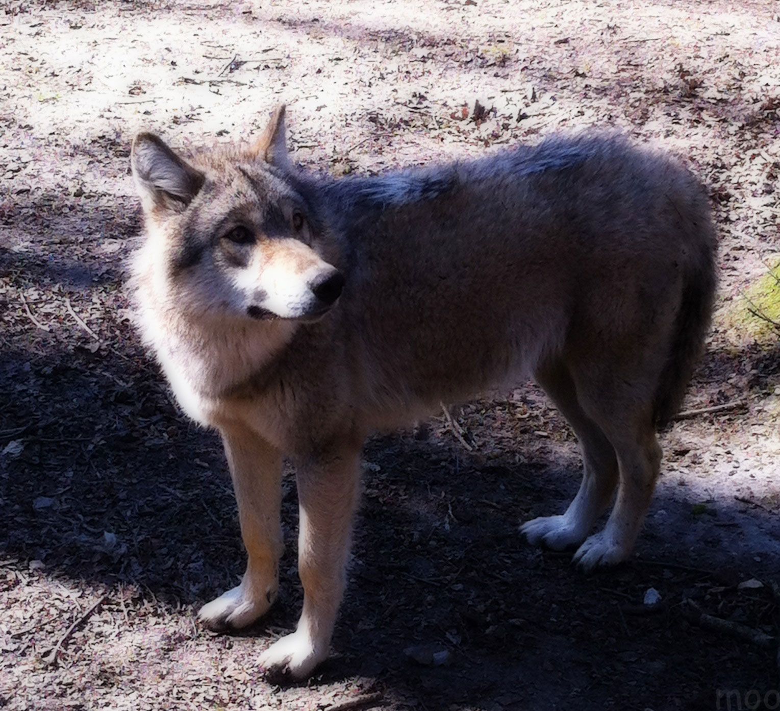 Fonds d'cran Animaux Loups 