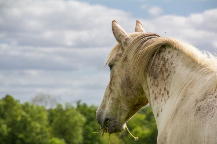 Fonds d'cran Animaux Chevaux Wallpaper N343618