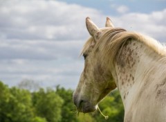  Animaux Image sans titre N343618