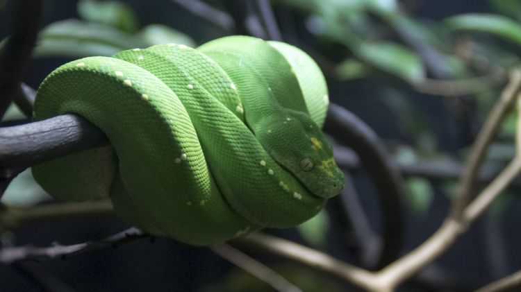 Wallpapers Animals Snakes Python Vert