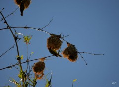  Animaux Tisserin (oiseau bélier)