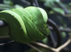  Animaux Python Vert