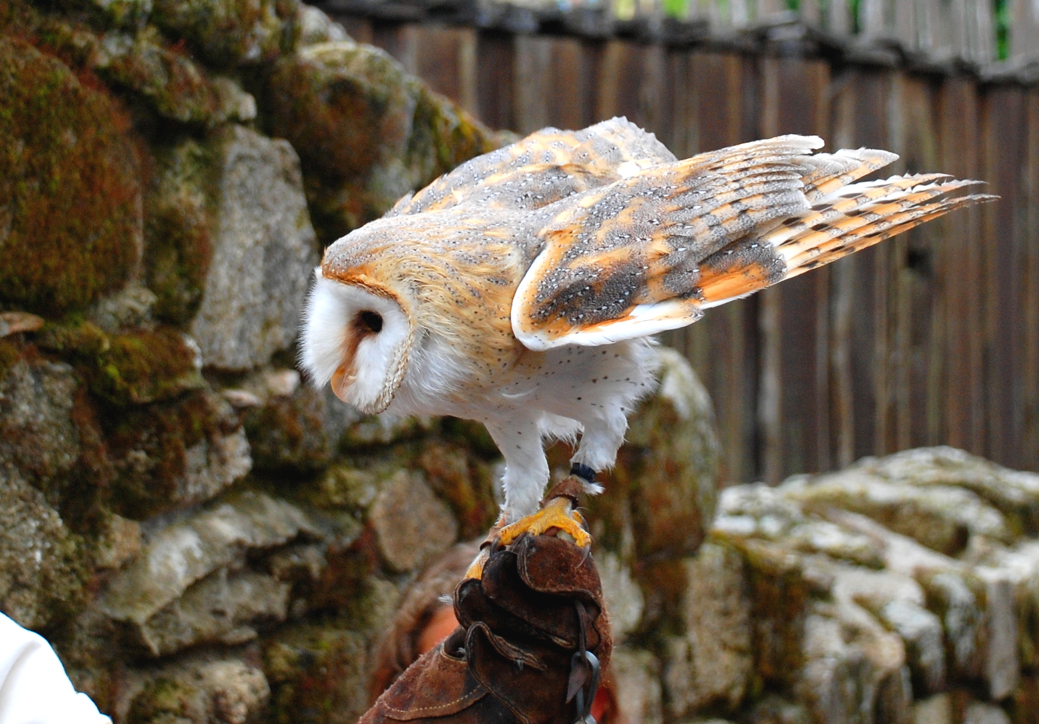 Fonds d'cran Animaux Oiseaux - Hiboux et Chouettes 